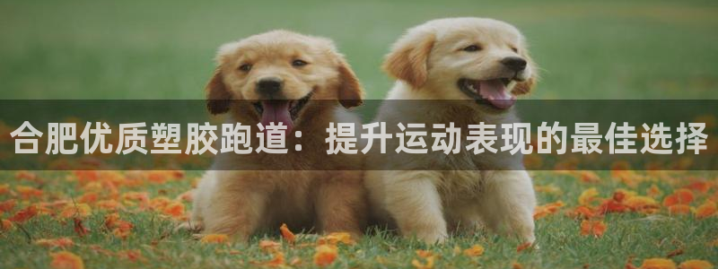 尊龙凯时公司官网：合肥优质塑胶跑道：提升运动表现的最佳选择